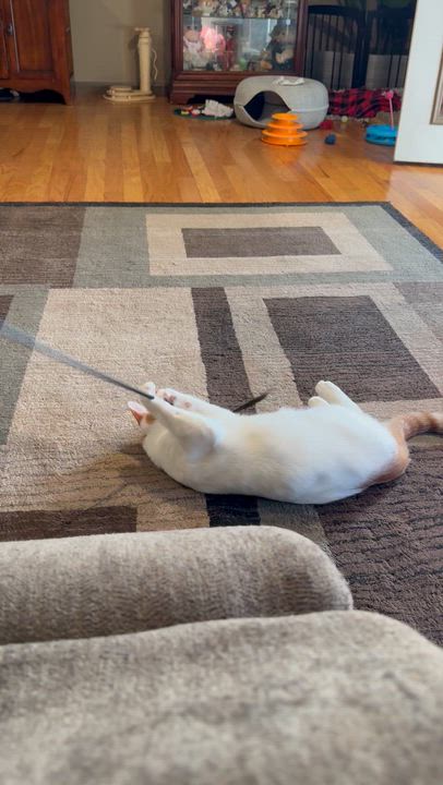 Enlarge Kayce, a Adoptable Domestic Short Hair video 4/4