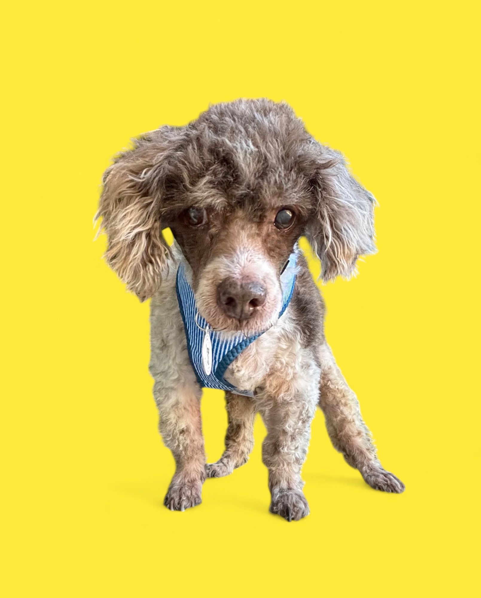 Milky Way, a Adoptable Miniature Poodle in Rancho Palos Verdes, CA image 5/6
