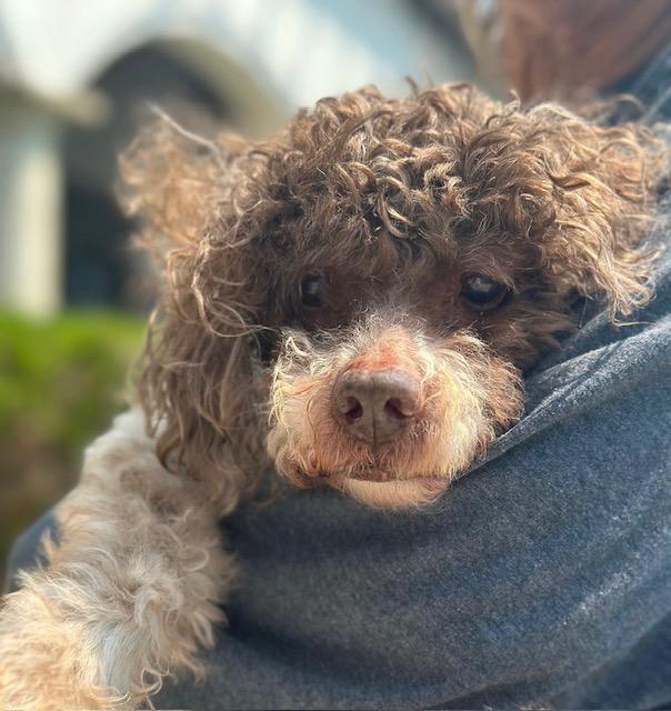 Enlarge Milky Way, a Adoptable Miniature Poodle in Rancho Palos Verdes, CA image 4/6