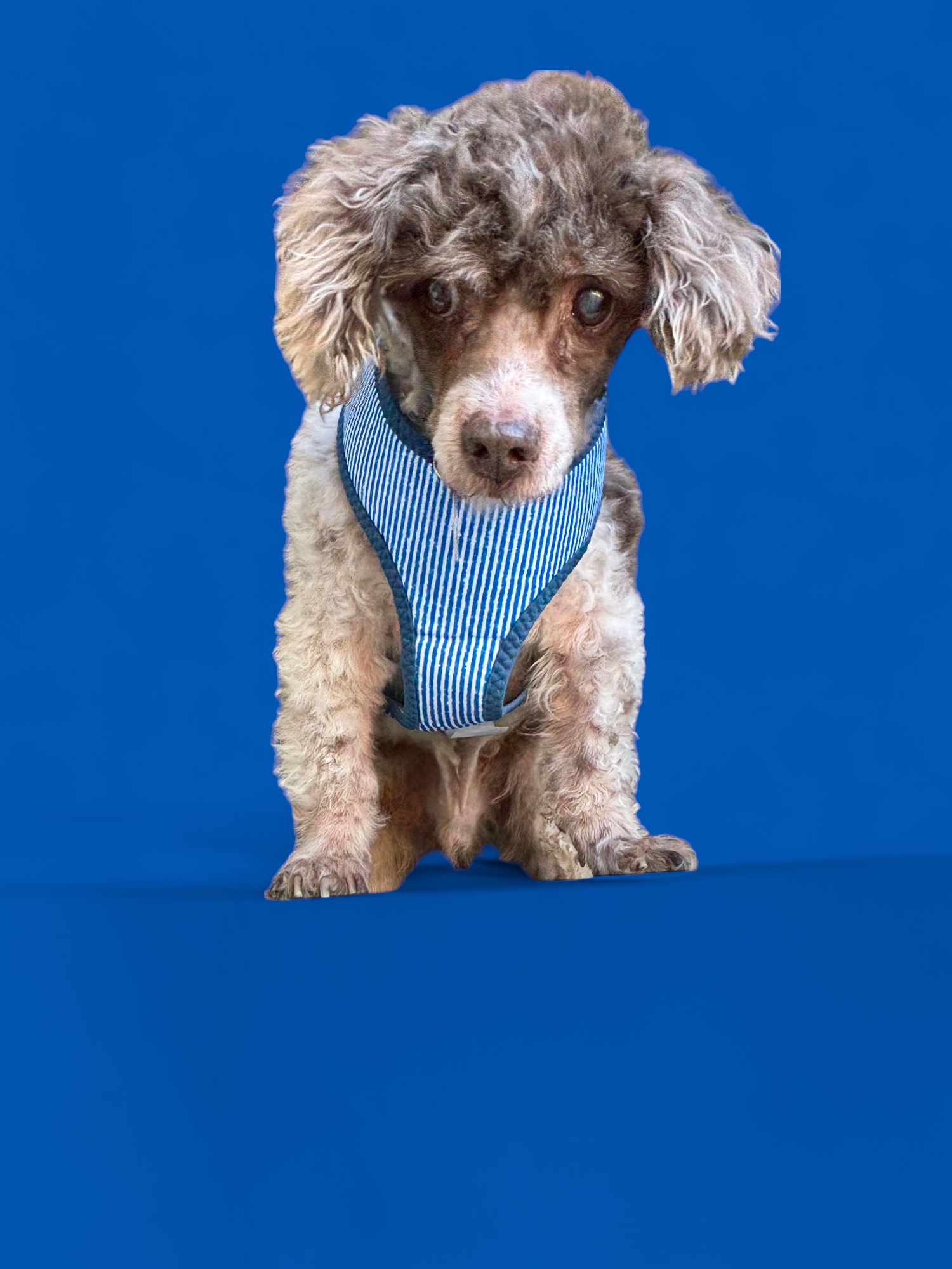 Milky Way, a Adoptable Miniature Poodle in Rancho Palos Verdes, CA image 6/6