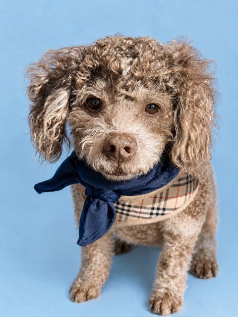 Enlarge Milky Way, a Adoptable Miniature Poodle in Rancho Palos Verdes, CA image 1/6