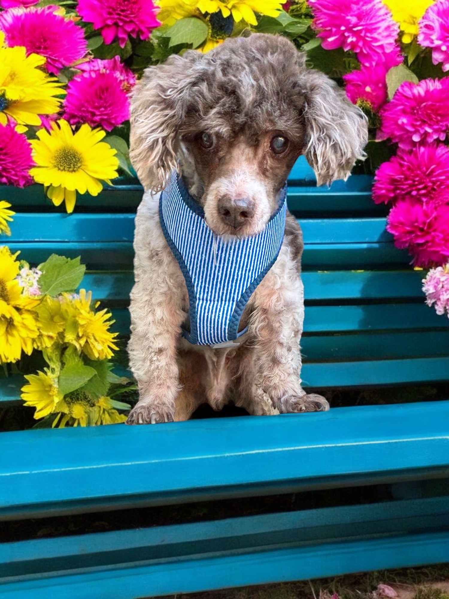 Milky Way, Adoptable, Senior Male Miniature Poodle.