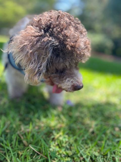 Milky Way, a Adoptable Miniature Poodle in Rancho Palos Verdes, CA image 2/6