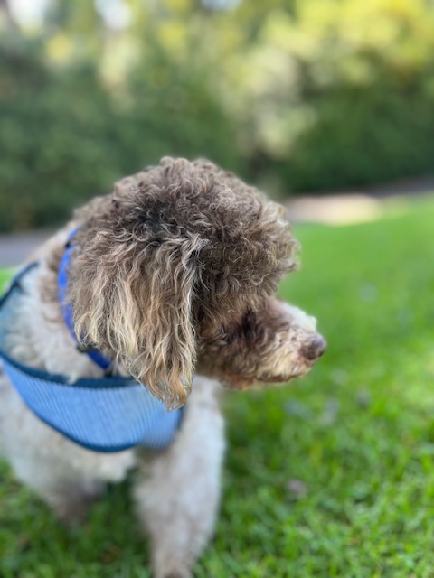 Milky Way, a Adoptable Miniature Poodle in Rancho Palos Verdes, CA image 4/6