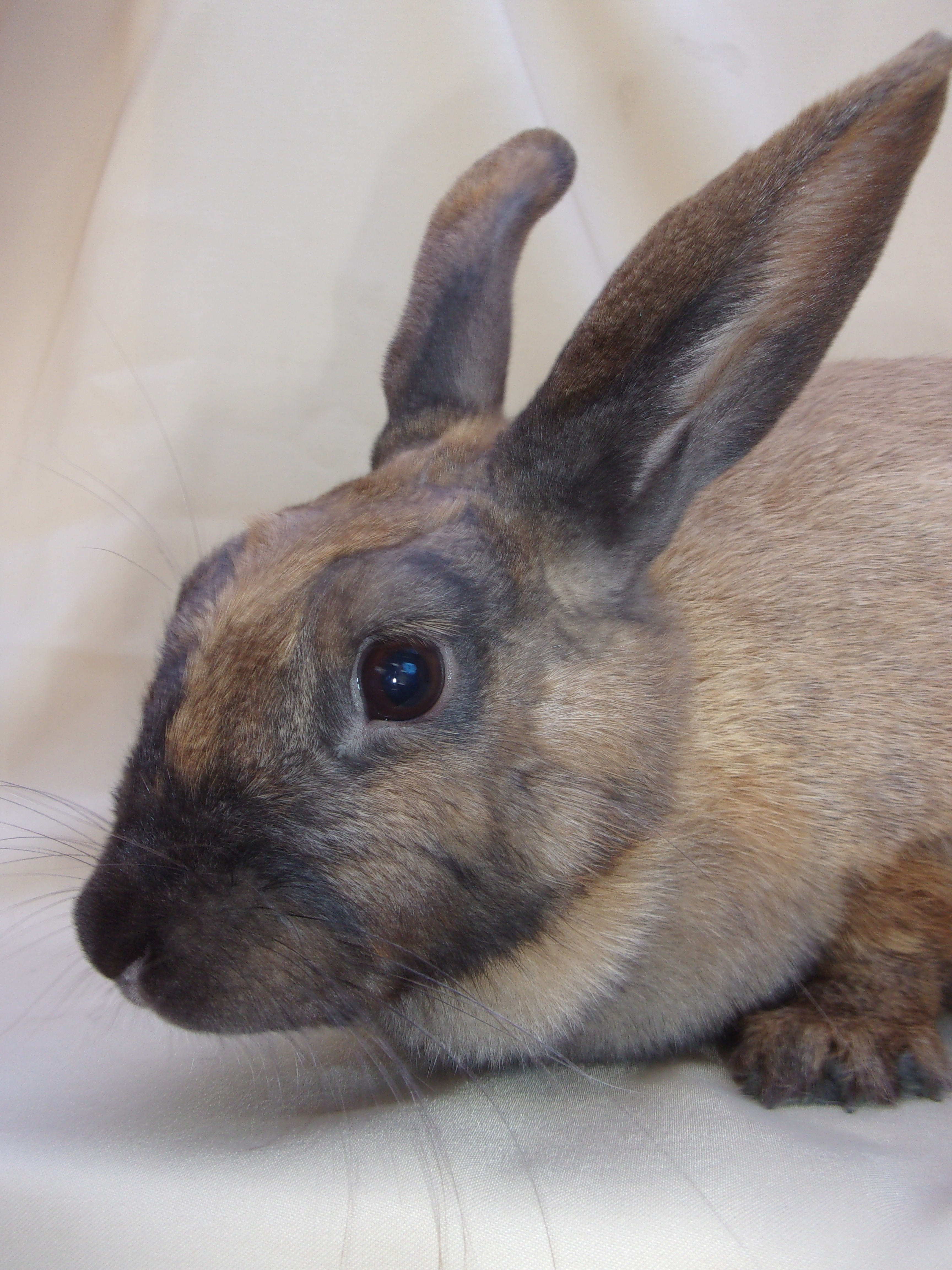 Enlarge Biana, an adopted mixed breed in Goleta, CA image 2/3