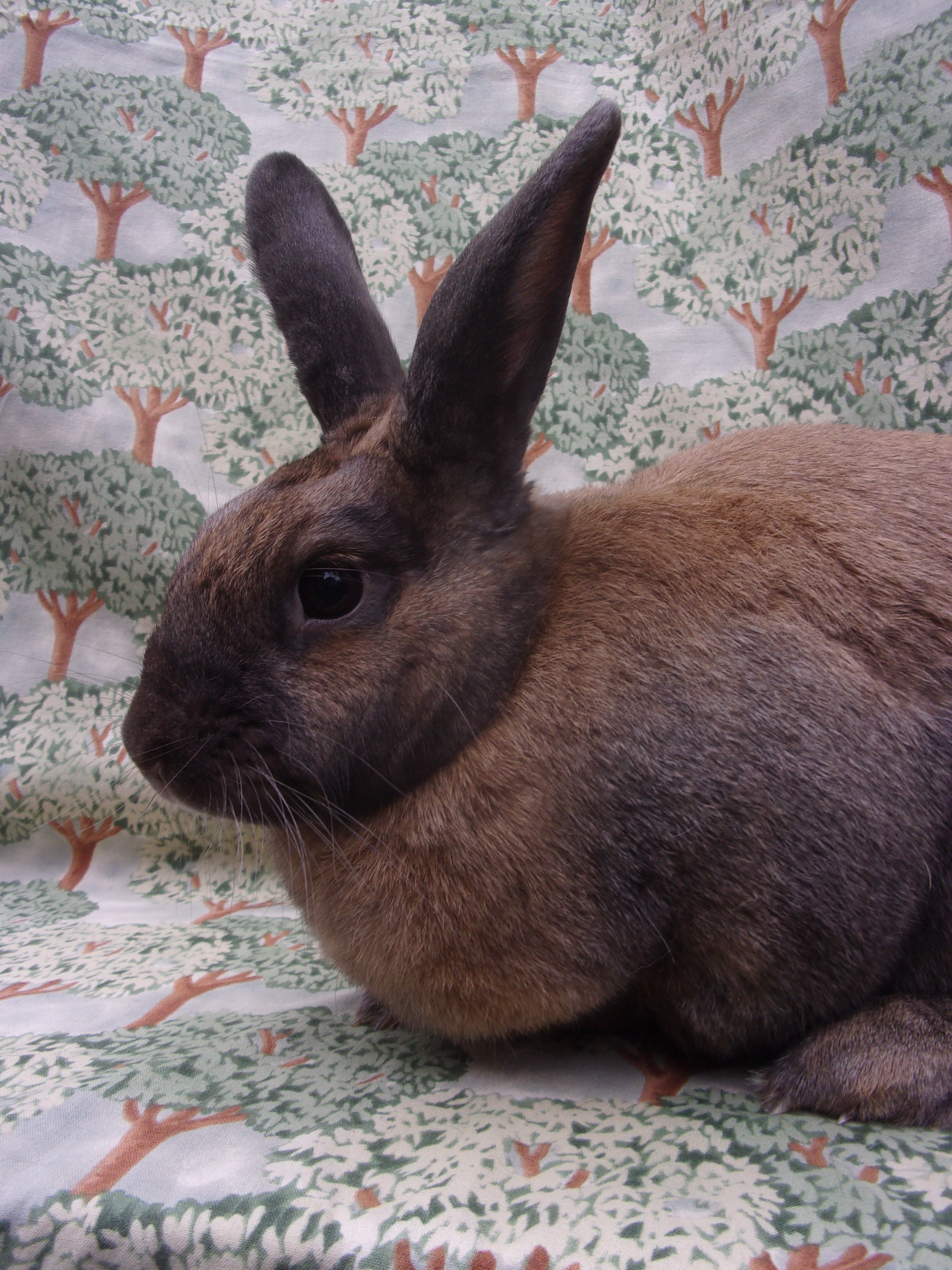 Enlarge Biana, an adopted mixed breed in Goleta, CA image 1/3