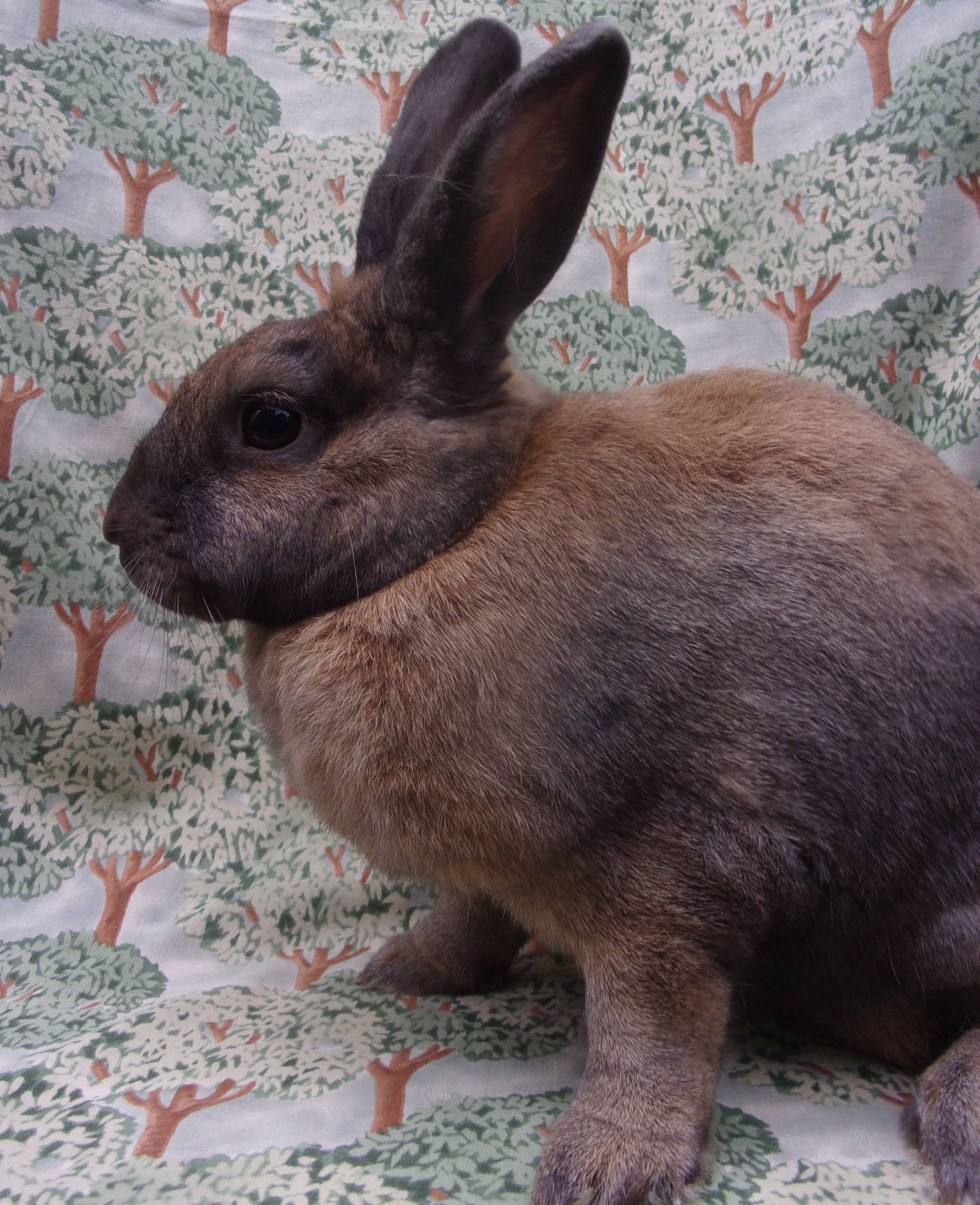 Enlarge Biana, an adopted mixed breed in Goleta, CA image 3/3