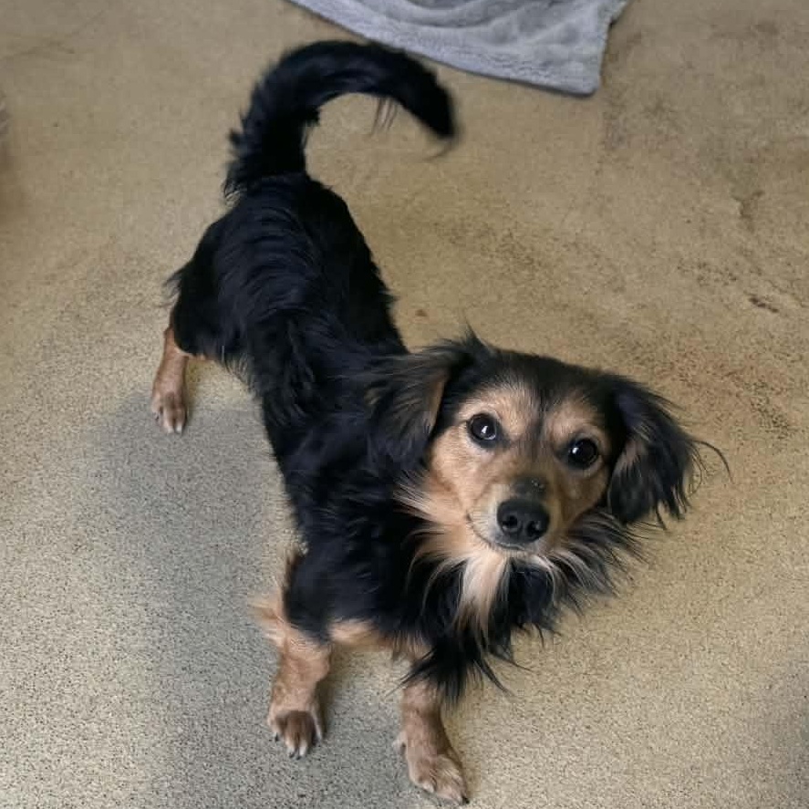 Enlarge Chester, a ADOPTABLE mixed breed in Carnegie, OK image 1/1