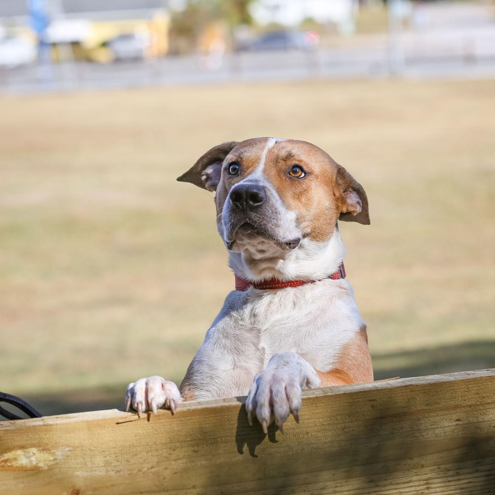 Handsome, Adoptable, Adult Male Mixed Breed.