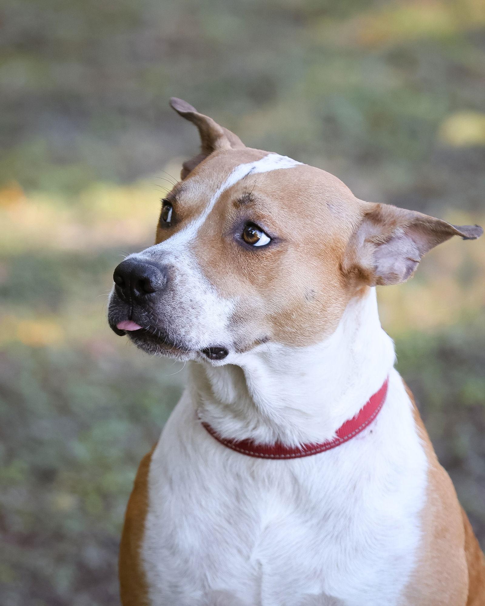 Handsome, a Adoptable Mixed Breed in Gainesville, FL image 2/3