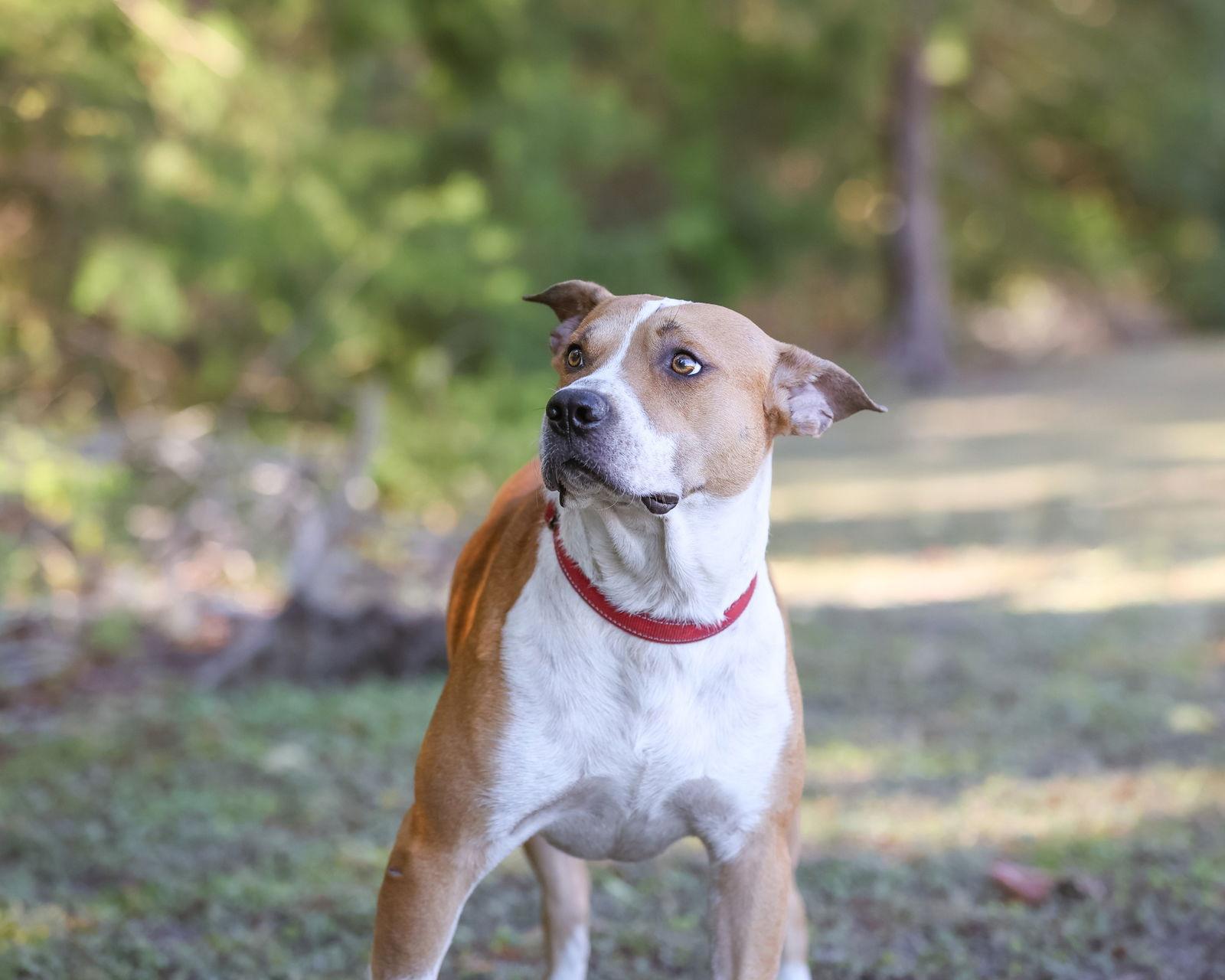 Handsome, a Adoptable Mixed Breed in Gainesville, FL image 3/3