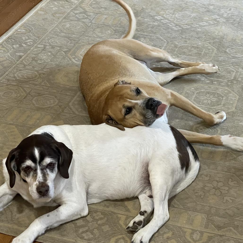 Charlie (Chocolate), a Adoptable mixed breed in Brainerd, MN image 1/3