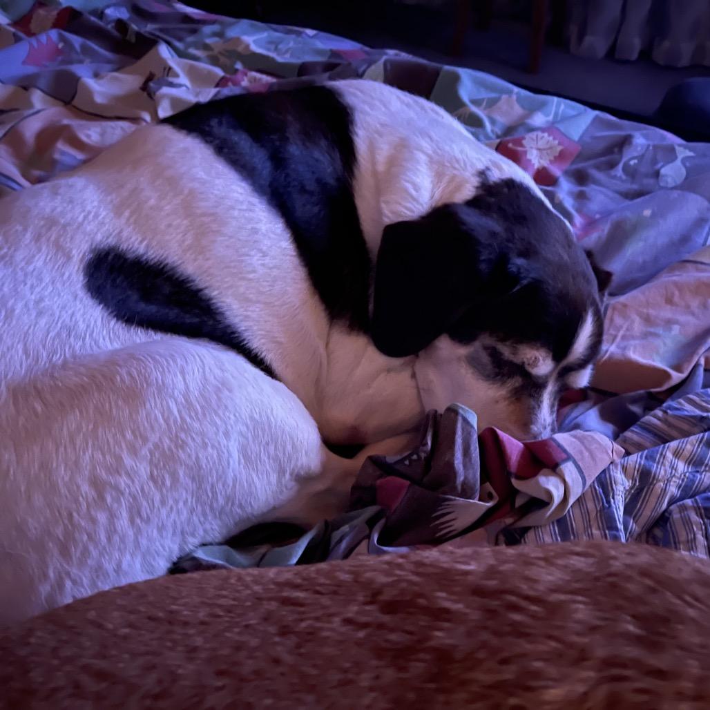 Charlie (Chocolate), a Adoptable mixed breed in Brainerd, MN image 2/3