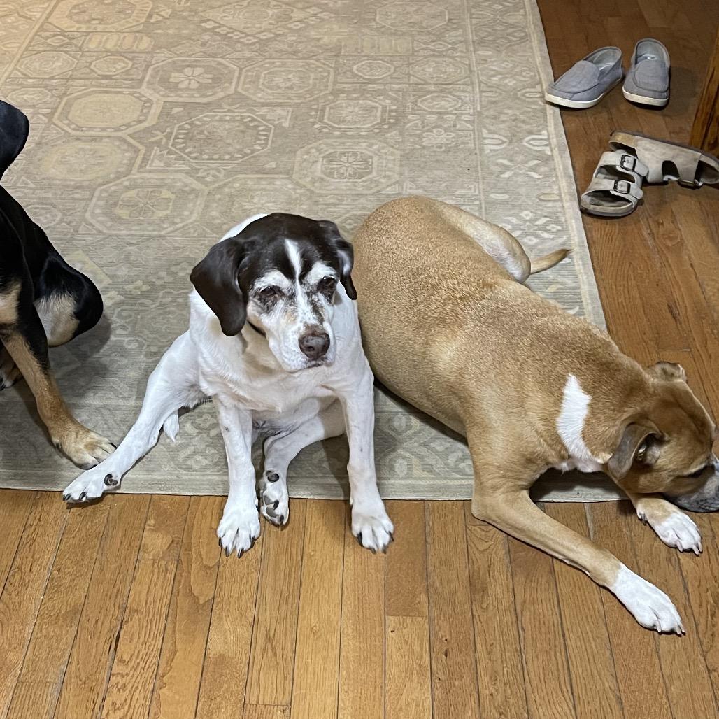 Charlie (Chocolate), a Adoptable mixed breed in Brainerd, MN image 3/3