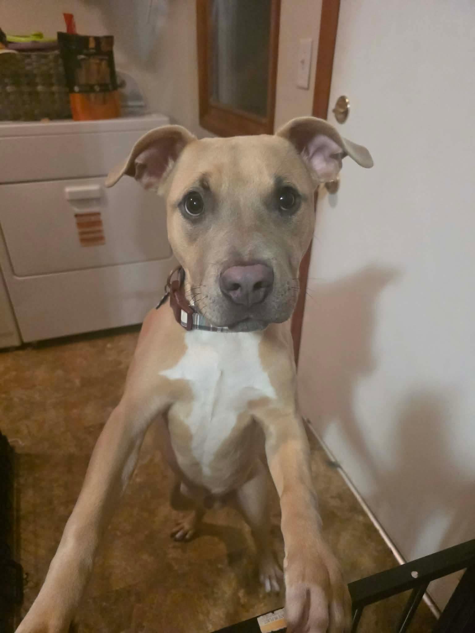 Goblin, a Adoptable mixed breed in Lockport, IL image 1/6