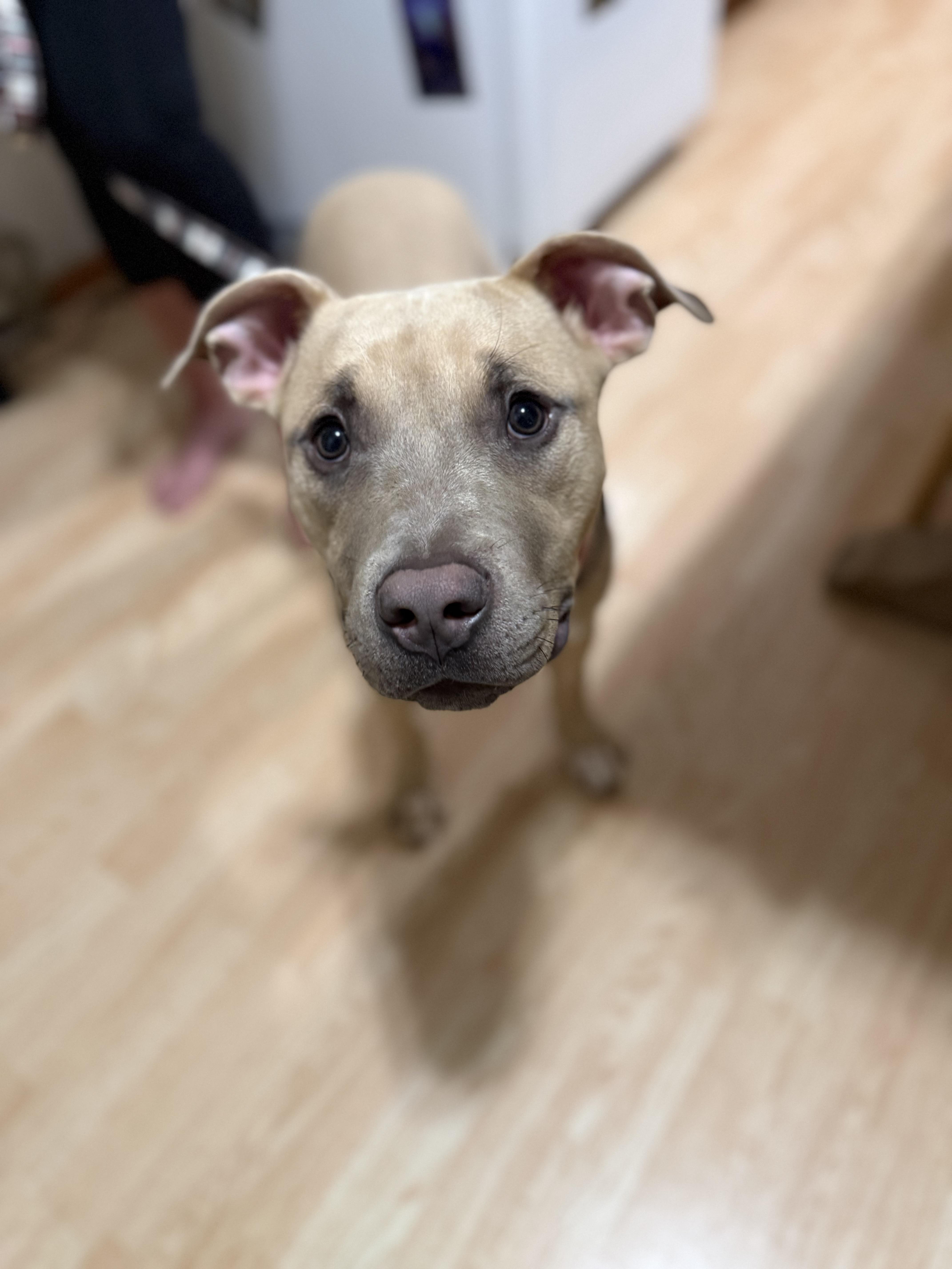 Goblin, a Adoptable mixed breed in Lockport, IL image 2/6