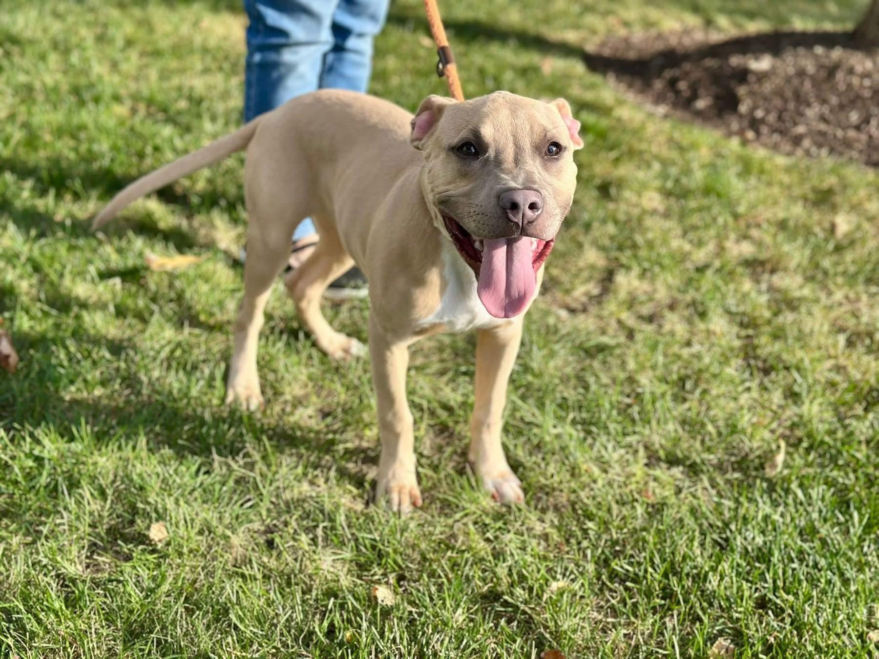 Goblin, a Adoptable mixed breed in Lockport, IL image 3/6
