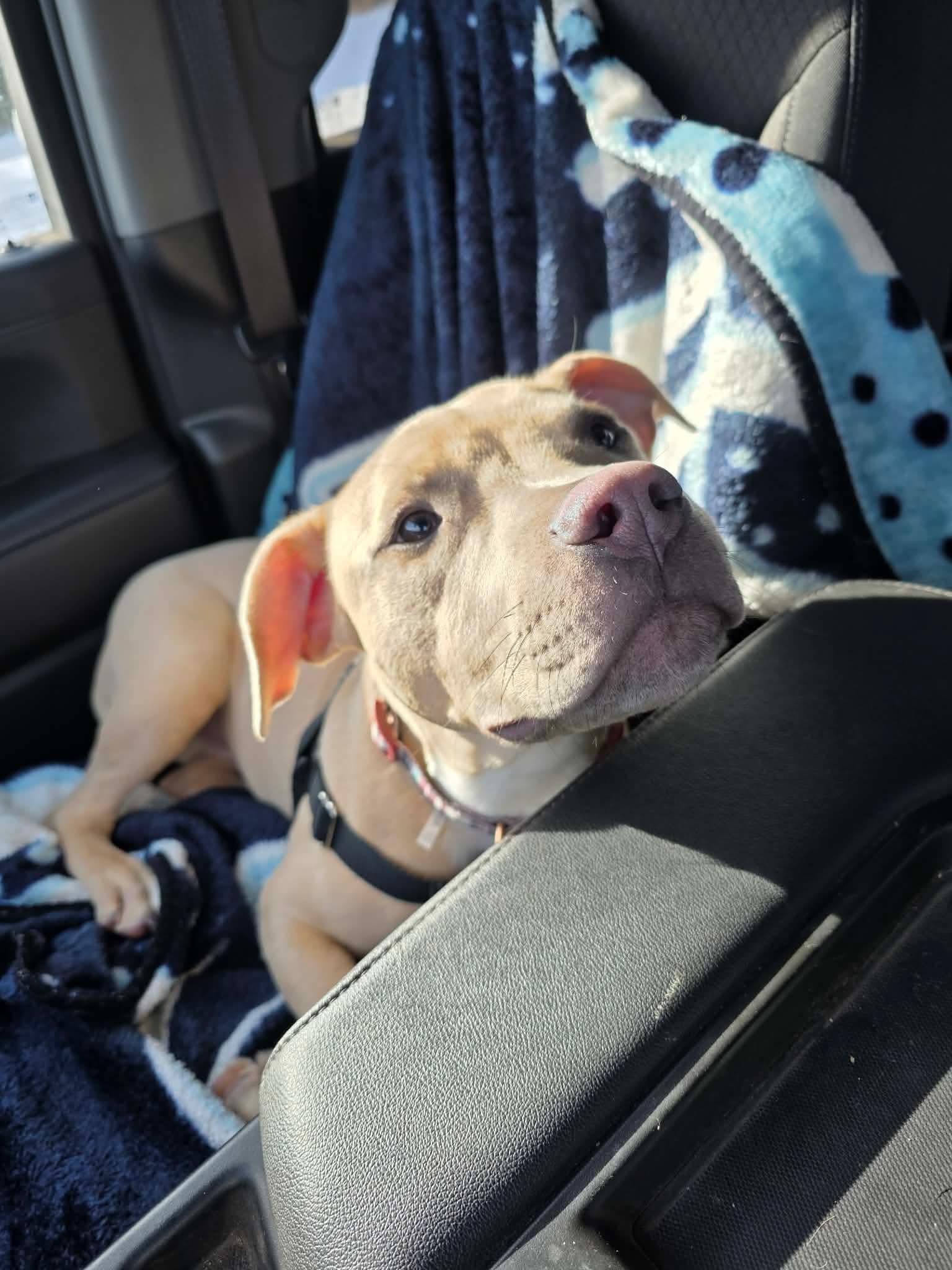 Goblin, a Adoptable mixed breed in Lockport, IL image 5/6