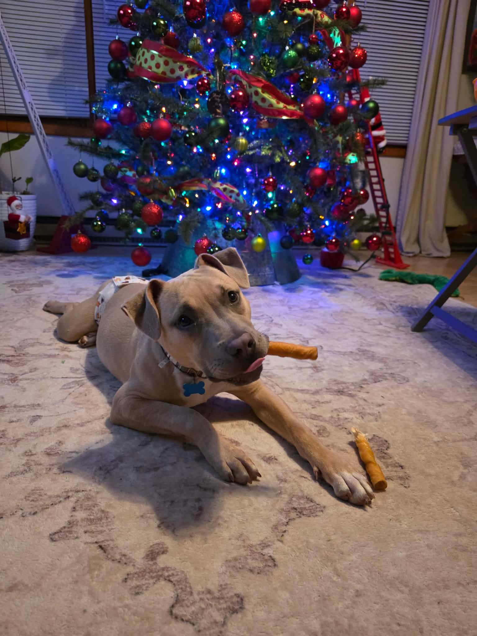 Goblin, a Adoptable mixed breed in Lockport, IL image 6/6