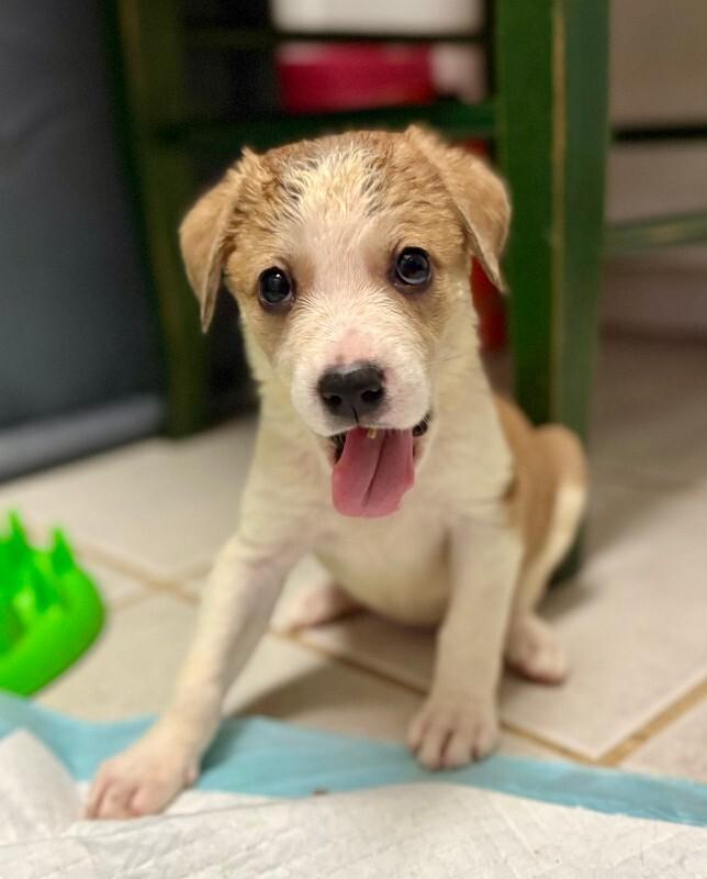 Cera, Adoptable, Young Female Labrador Retriever & Mixed Breed.