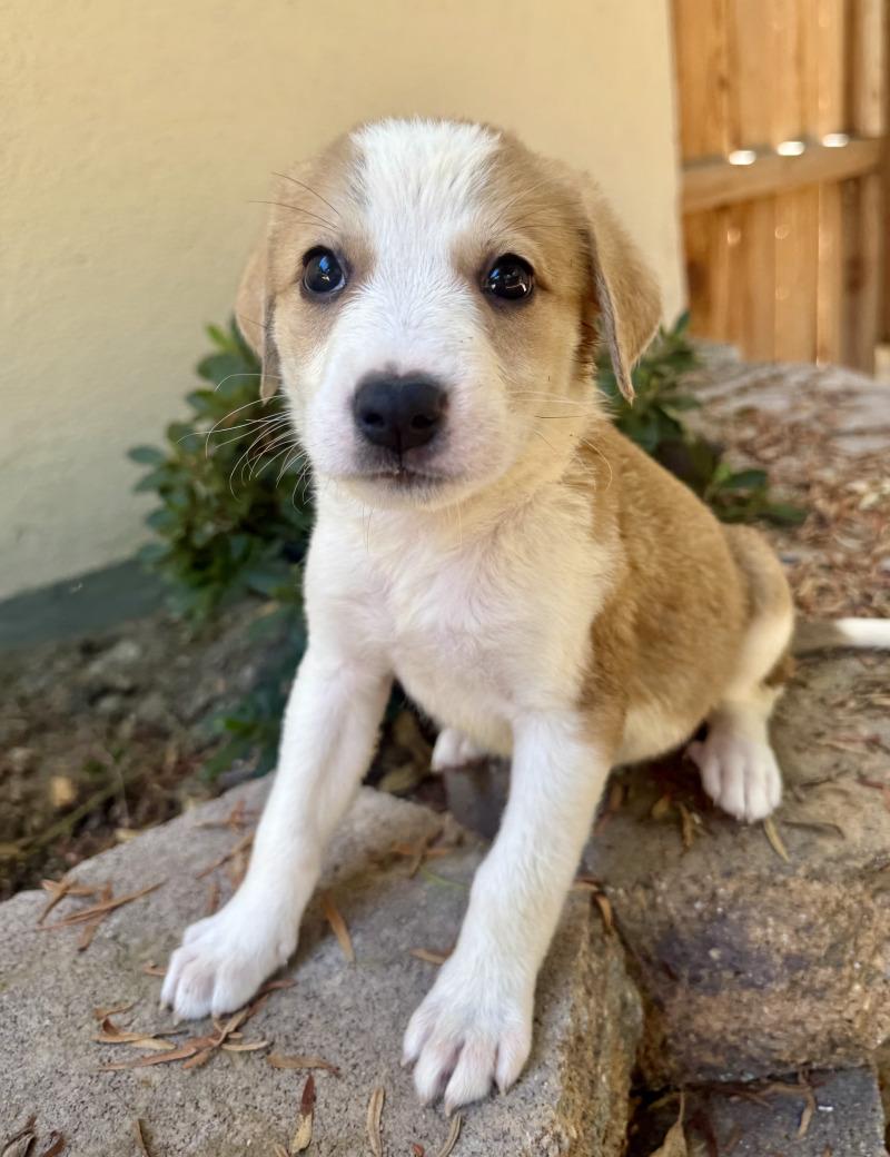 Enlarge Cera, a Adoptable mixed breed in Valley Village, CA image 2/6