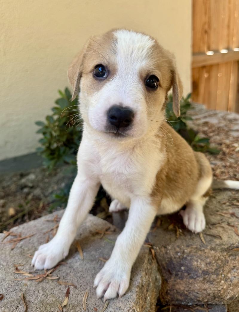 Enlarge Cera, a Adoptable mixed breed in Valley Village, CA image 3/6