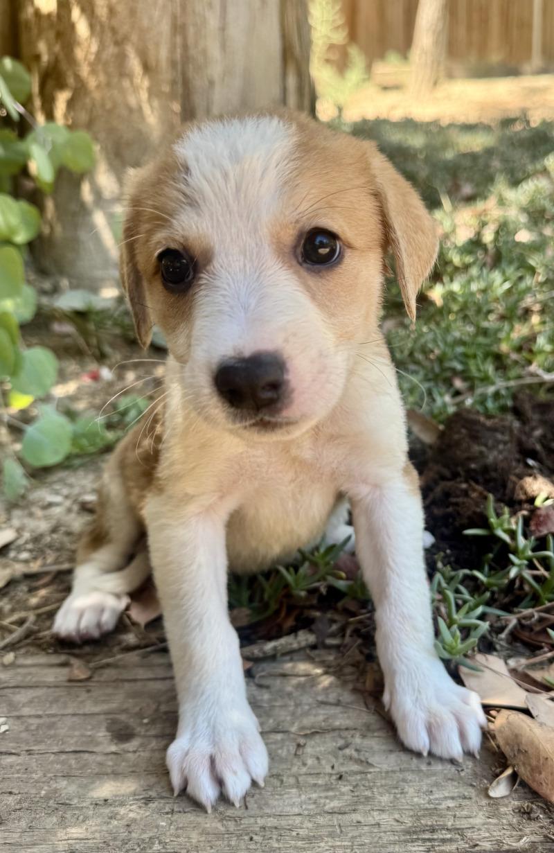 Enlarge Cera, a Adoptable mixed breed in Valley Village, CA image 4/6