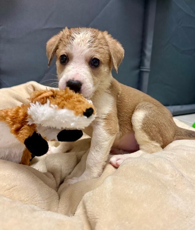 Enlarge Cera, a Adoptable mixed breed in Valley Village, CA image 5/6