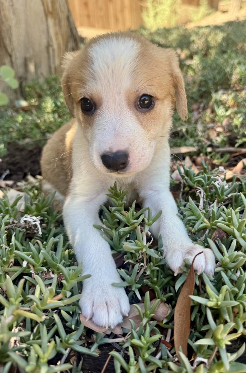 Enlarge Cera, a Adoptable mixed breed in Valley Village, CA image 6/6