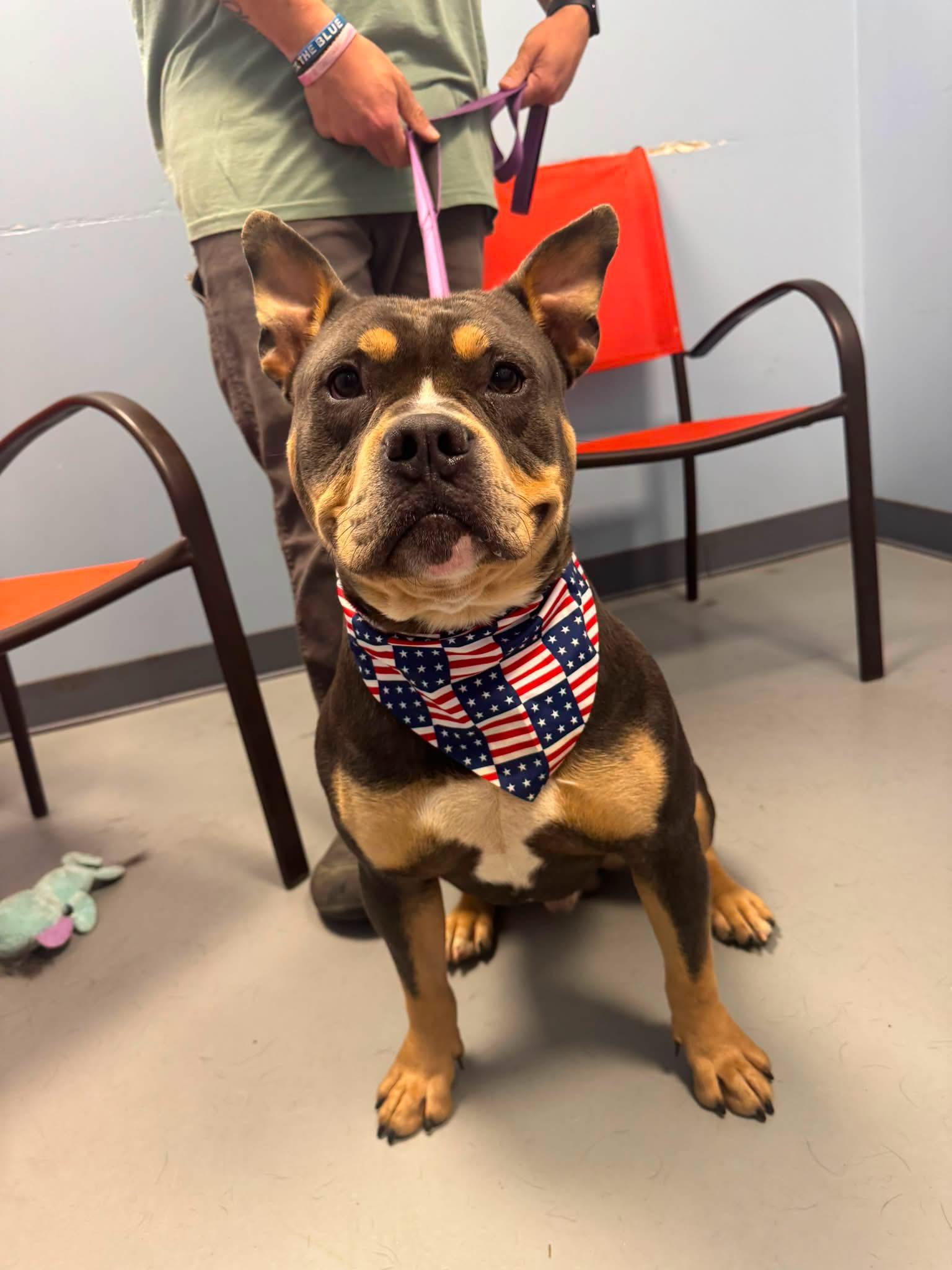 Mr. Wilson, ADOPTABLE, Young Male American Bully.