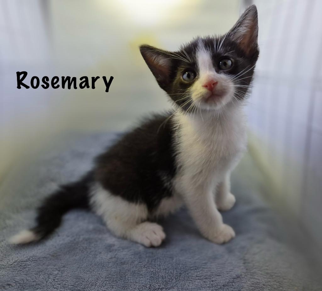 Rosemary ( Chaos ), Adopted, Young Male Domestic Short Hair.