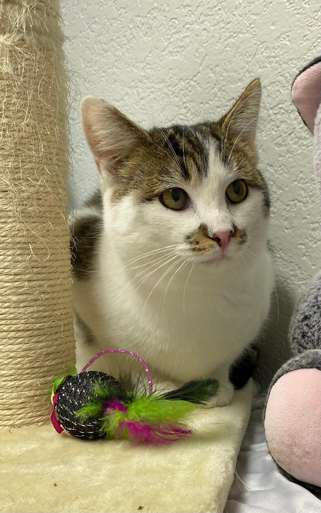 Holly, a Adoptable Domestic Short Hair in Pasco, WA image 1/2