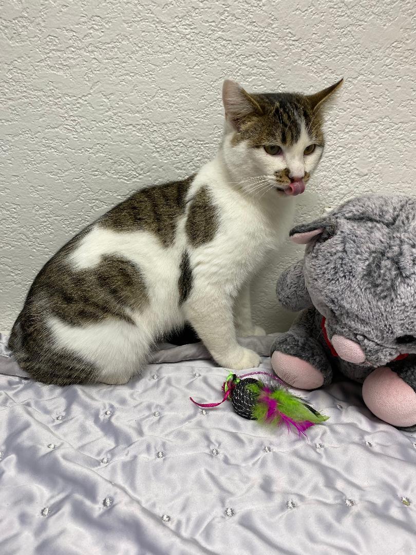 Holly, a Adoptable Domestic Short Hair in Pasco, WA image 2/2