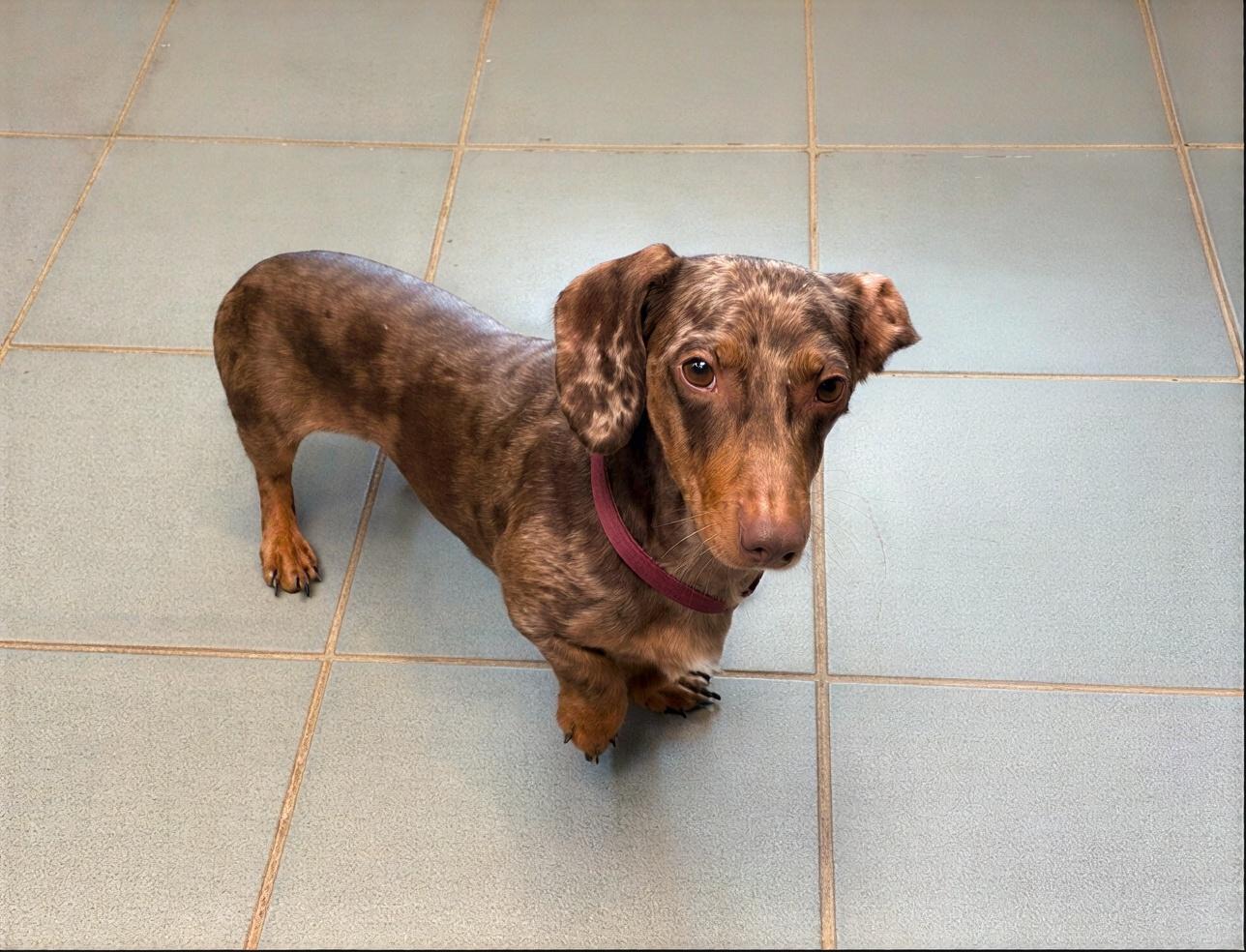 Sardine, adopted, Adult Male Mixed Breed.