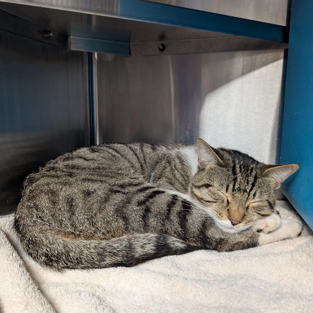 Tom Foolery, Adoptable, Adult Male Domestic Short Hair.