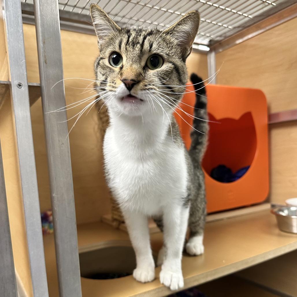 Enlarge Tom Foolery, a Adoptable Domestic Short Hair in Brookfield, WI image 2/3