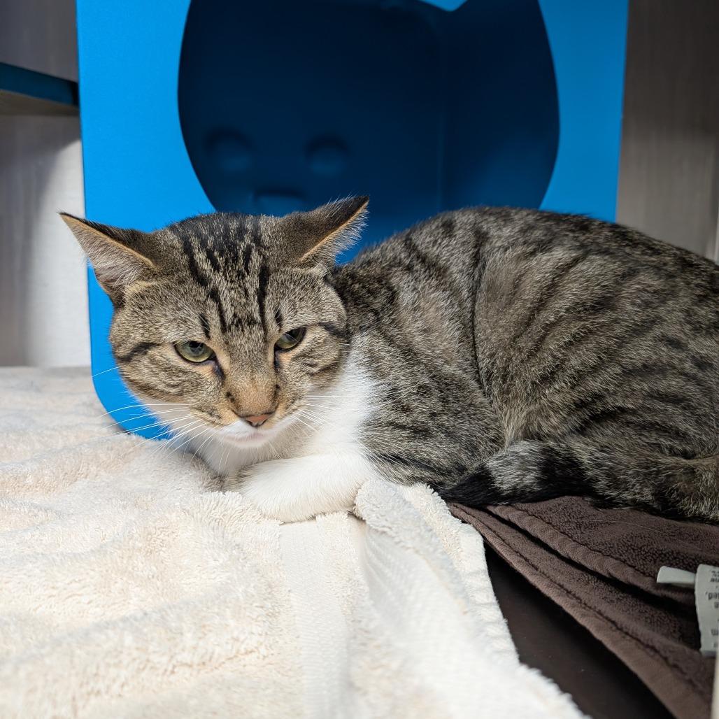 Enlarge Tom Foolery, a Adoptable Domestic Short Hair in Brookfield, WI image 3/3