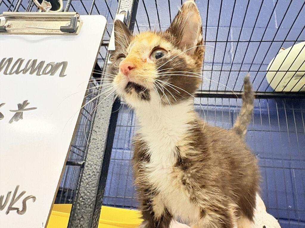 CINNAMON, Adoptable, Kitten Female Domestic Short Hair.