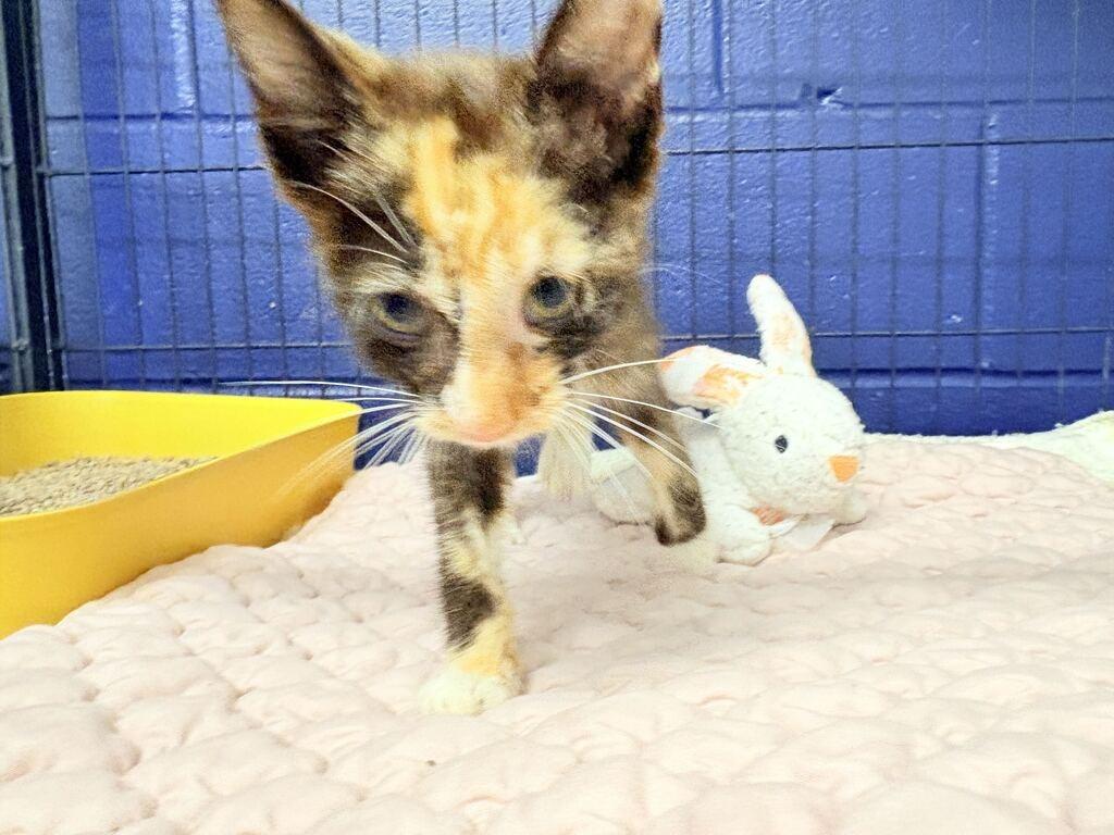 Enlarge CINNAMON, a Adoptable mixed breed in Athens, AL image 2/4