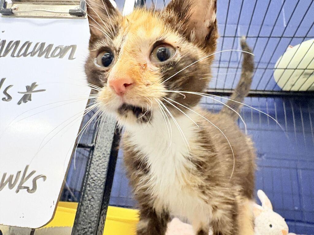 Enlarge CINNAMON, a Adoptable mixed breed in Athens, AL image 3/4