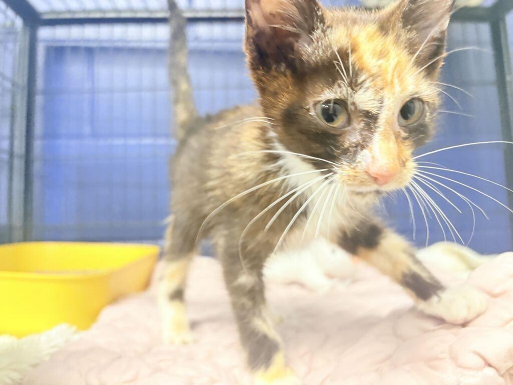 Enlarge CINNAMON, a Adoptable mixed breed in Athens, AL image 4/4