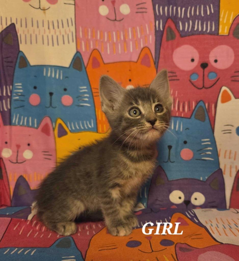 Princess Celestia, Adoptable, Young Female Domestic Short Hair.