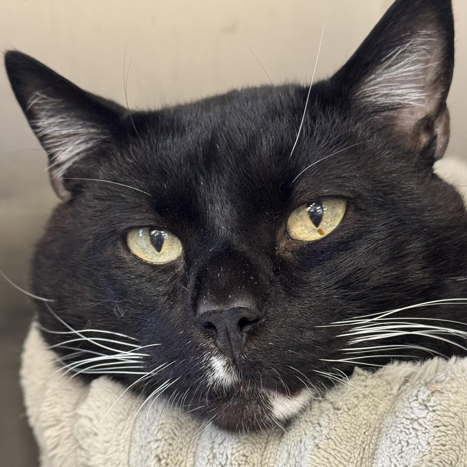 Rocky, Adoptable, Adult Male Domestic Short Hair & Tuxedo.