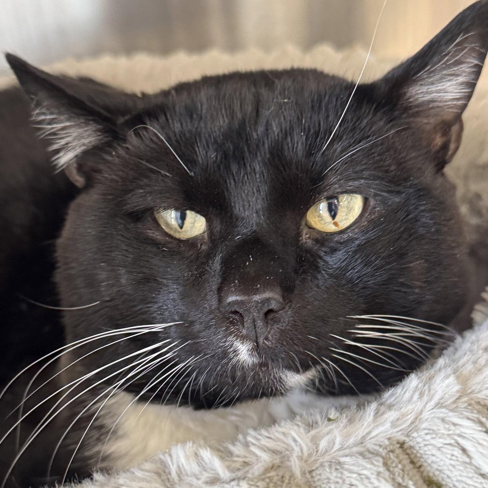 Enlarge Rocky, a Adoptable mixed breed in Winchendon, MA image 2/2