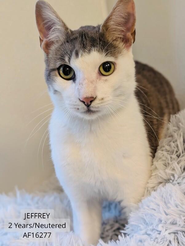 Enlarge Jeffery, a Adoptable Domestic Short Hair in Supply, NC image 1/1