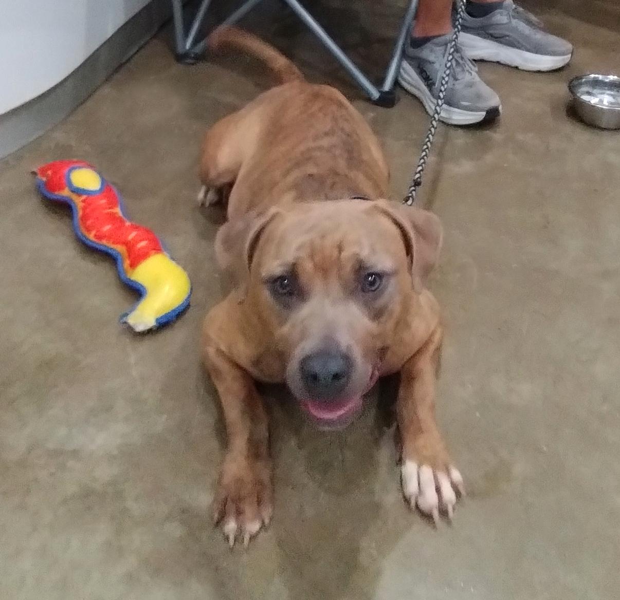 Earl, a ADOPTABLE mixed breed in Benton Harbor, MI image 5/5