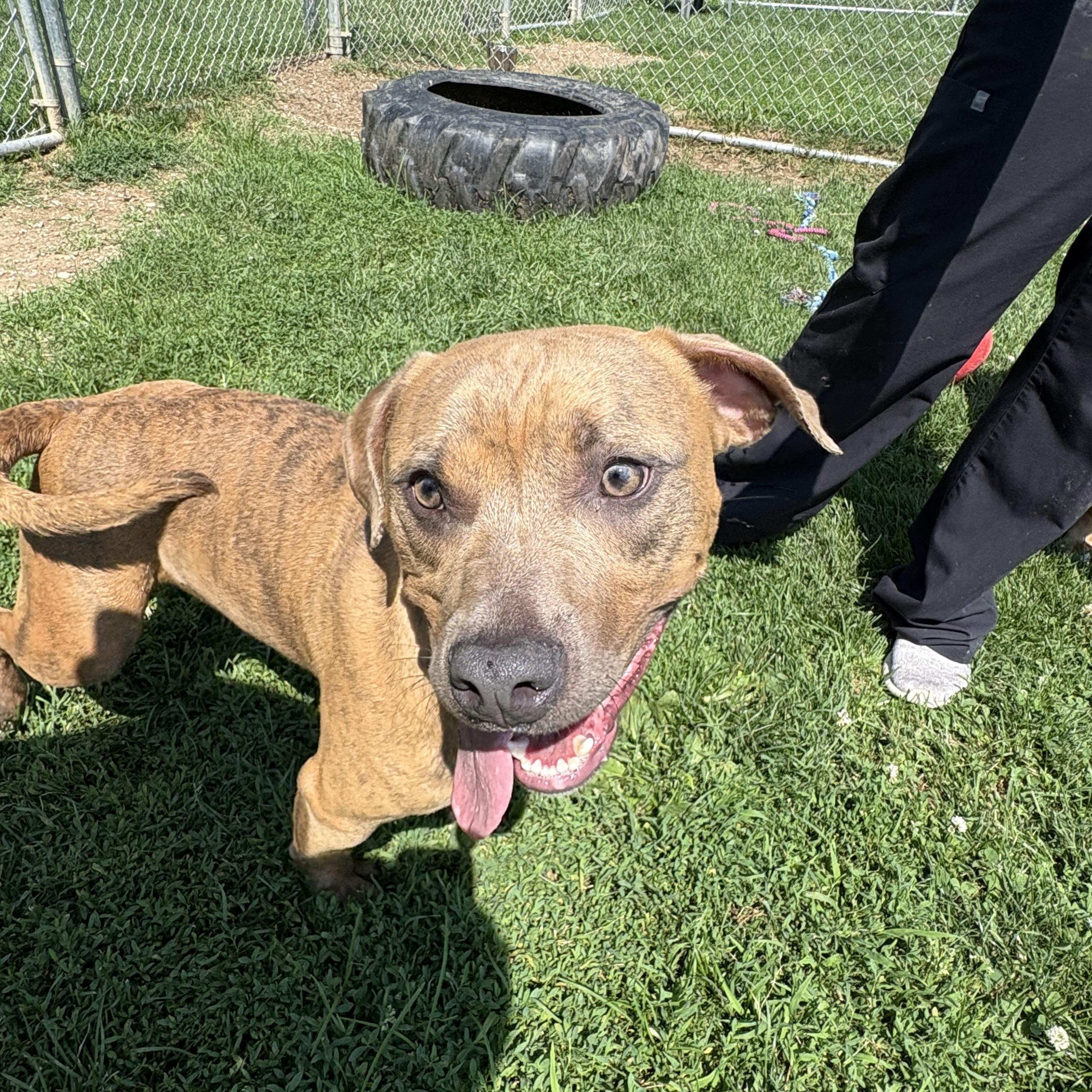 Earl, ADOPTABLE, Young Male Pit Bull Terrier.