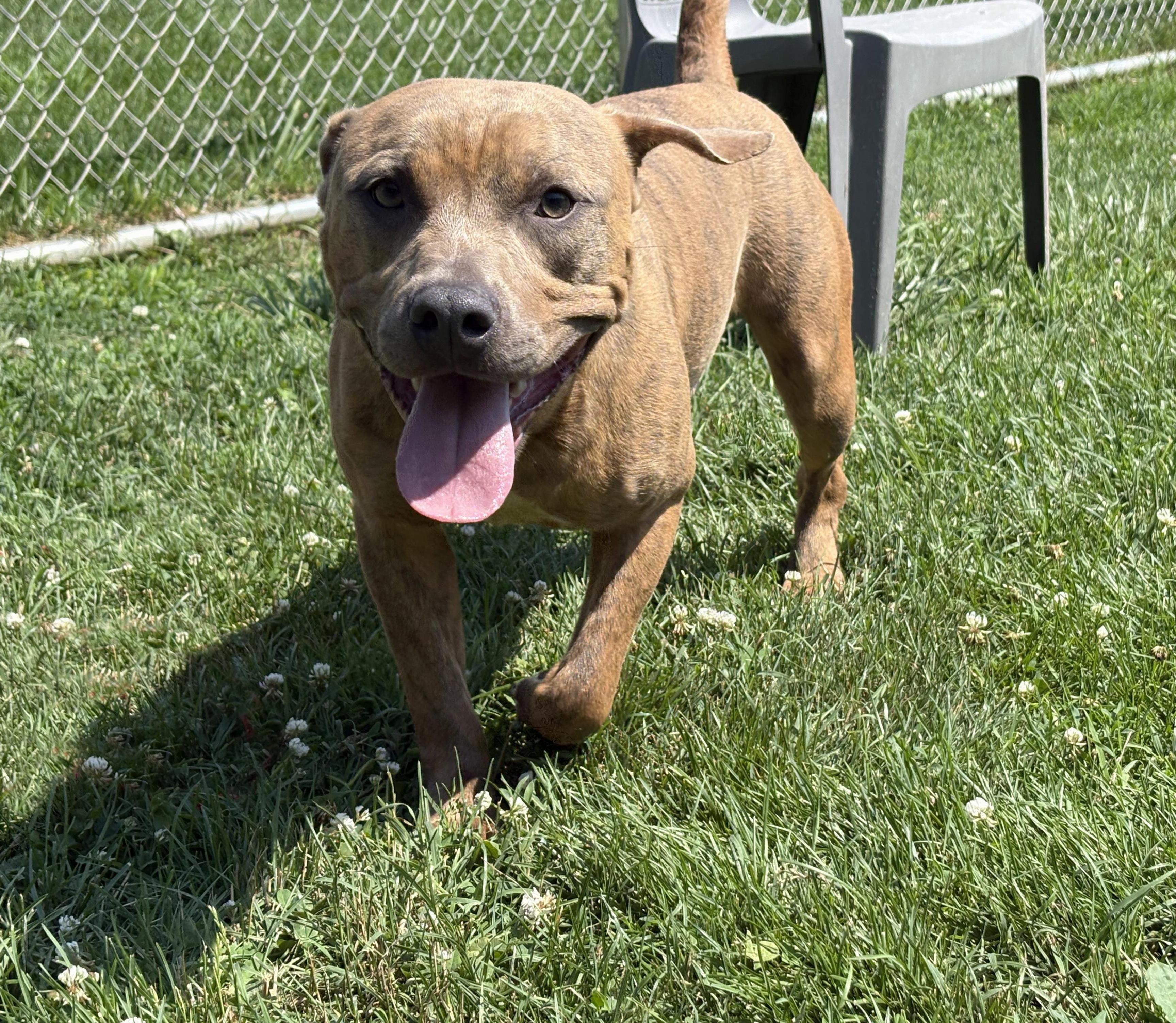 Earl, a ADOPTABLE mixed breed in Benton Harbor, MI image 3/5