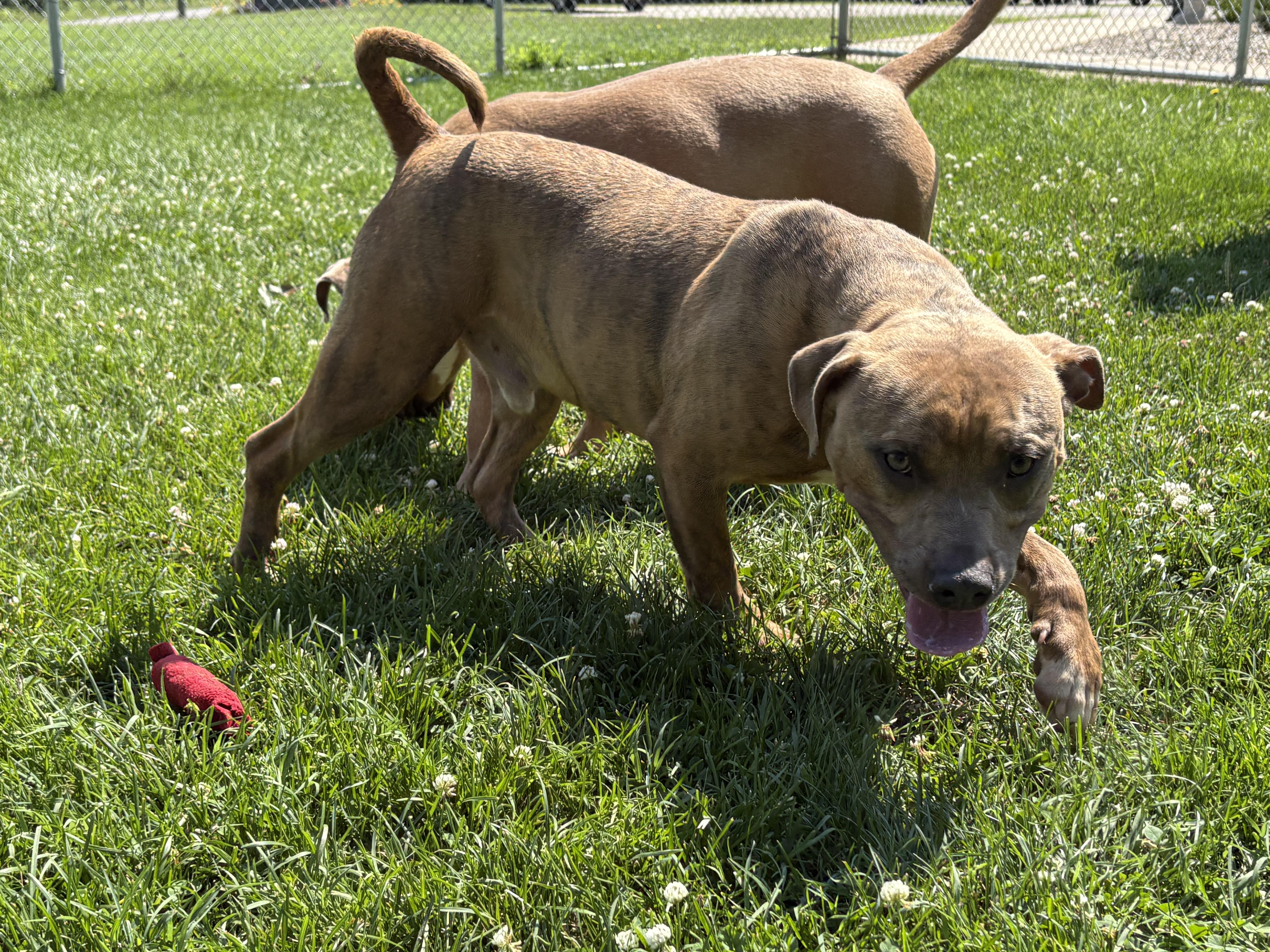 Earl, a ADOPTABLE mixed breed in Benton Harbor, MI image 2/5