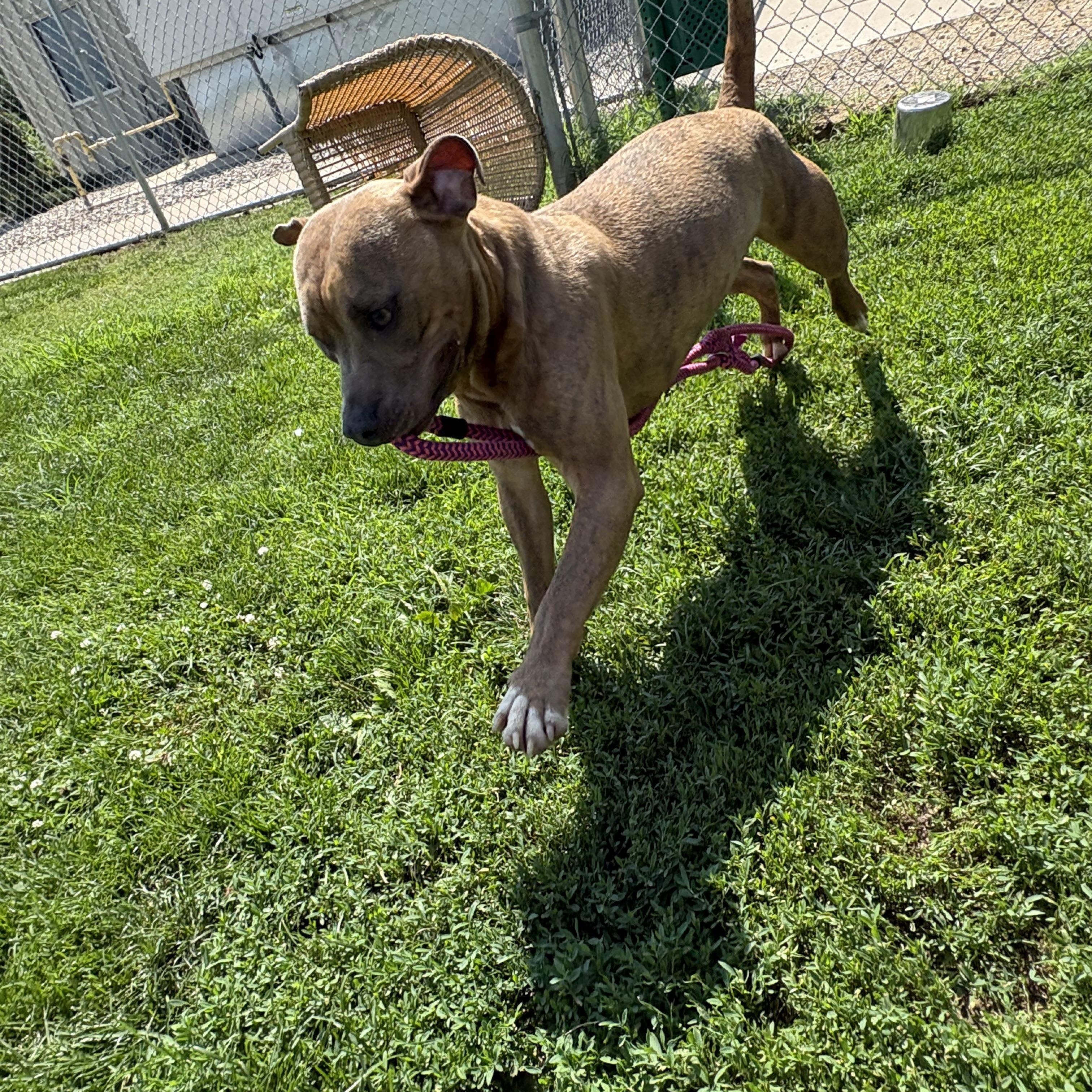 Earl, a ADOPTABLE mixed breed in Benton Harbor, MI image 4/5